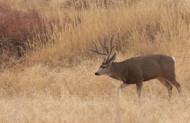 Colorado 'da sonbaharda monoton havada geyik avlardık.