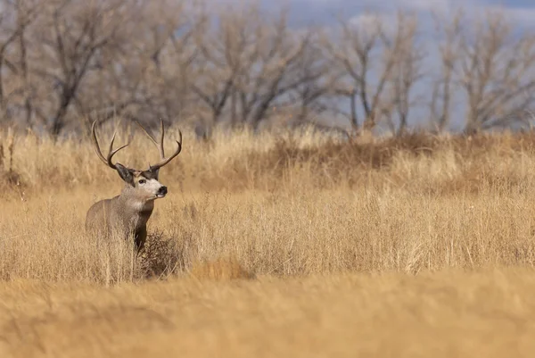 Mule Deer Buck Rut Autumn Colorado — 스톡 사진