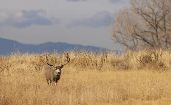 Mule Deer Buck Rut Autumn Colorado — 图库照片