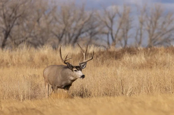 Een Ezel Hert Bok Tijdens Sleur Herfst Colorado — Stockfoto