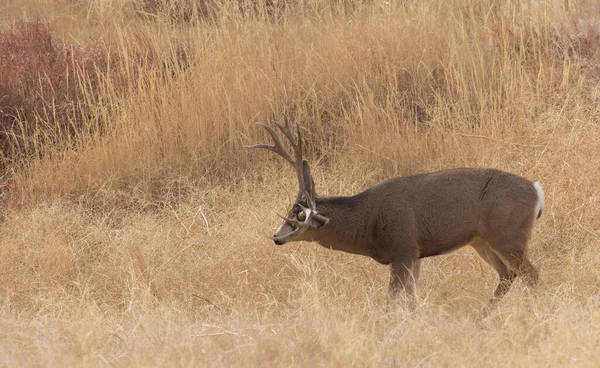 Mule Deer Buck Rut Autumn Colorado — Stock Fotó