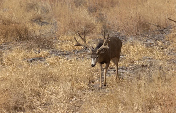 Mulo Cervo Buck Durante Carreggiata Autunno Colorado — Foto Stock