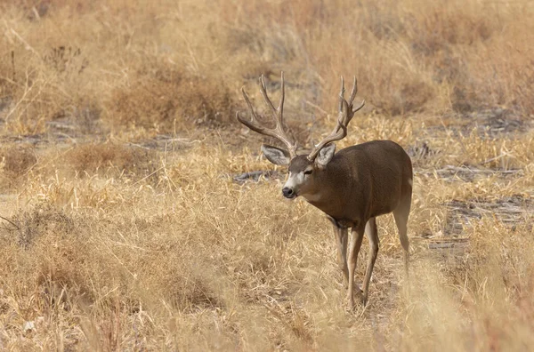 Mule Deer Buck Rut Autumn Colorado — стокове фото