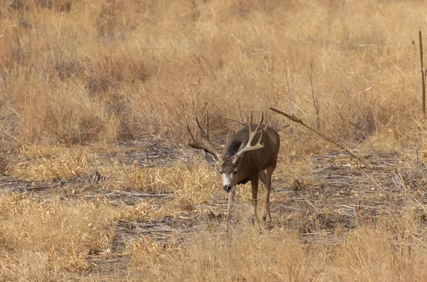 Ciervo Mula Buck Durante Rutina Otoño Colorado —  Fotos de Stock