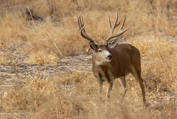 Een Ezel Hert Tijdens Sleur Herfst Colorado — Stockfoto