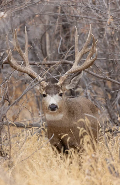 Cervo Mulo Buck Durante Carreggiata Autunno Colorado — Foto Stock