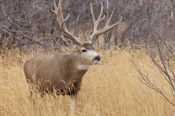 Mule Deer Buck Fall Rut Colorado — Stock Photo, Image