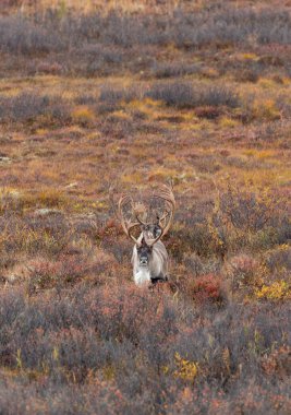 Sonbaharda Denali Ulusal Parkı Alaska 'da boğa kısır ren geyiği