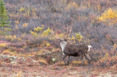 Sonbaharda Denali Ulusal Parkı Alaska 'da boğa kısır ren geyiği