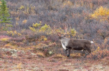 Sonbaharda Denali Ulusal Parkı Alaska 'da boğa kısır ren geyiği