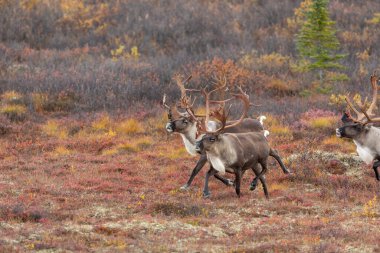 Sonbaharda Denali Ulusal Parkı Alaska 'da boğa kısır ren geyiği