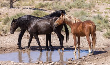 Yazın Utah çölündeki su birikintisinde vahşi atlar.