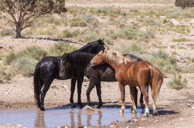 Yazın Utah çölündeki su birikintisinde vahşi atlar.