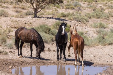 Yazın Utah çölündeki su birikintisinde vahşi atlar.