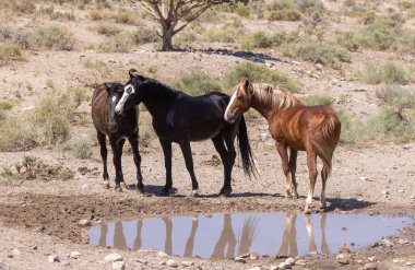 Yazın Utah çölündeki su birikintisinde vahşi atlar.