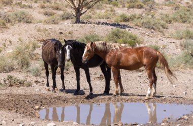 Yazın Utah çölündeki su birikintisinde vahşi atlar.