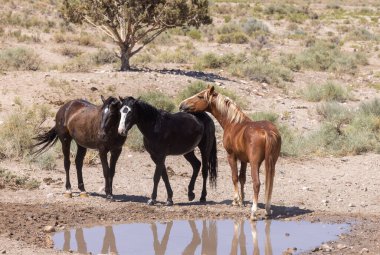 Yazın Utah çölündeki su birikintisinde vahşi atlar.