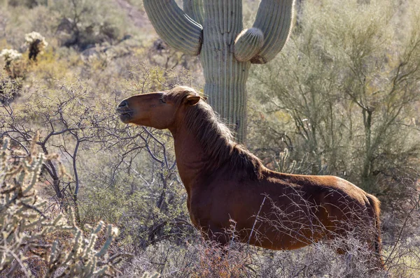 Дикая Лошадь Возле Соленой Реки Пустыне Аризона — стоковое фото