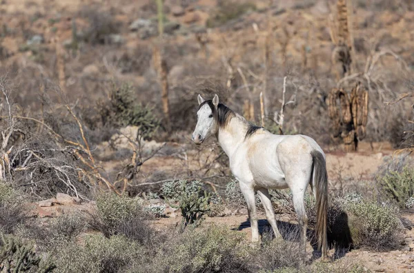 Kuda Liar Dekat Sungai Garam Gurun Arizona — Stok Foto
