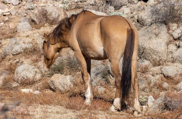 Cavallo Selvatico Vicino Fiume Salato Nel Deserto Dell Arizona — Foto Stock