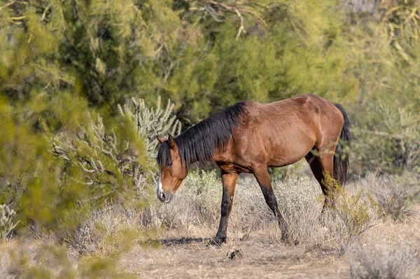 Cavallo Selvatico Vicino Fiume Salato Nel Deserto Dell Arizona — Foto Stock