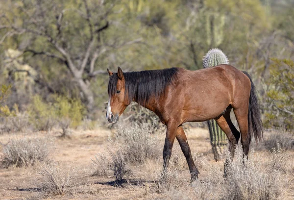 Cavallo Selvatico Vicino Fiume Salato Nel Deserto Dell Arizona — Foto Stock