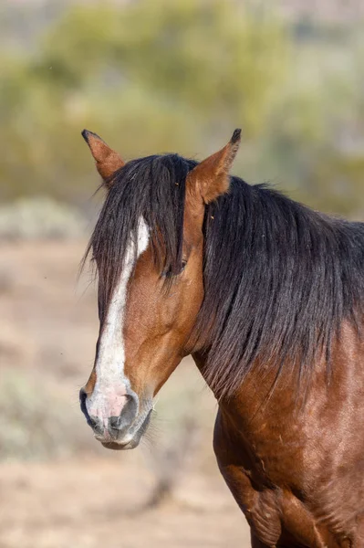 Cavalo Selvagem Perto Rio Salgado Deserto Arizona — Fotografia de Stock