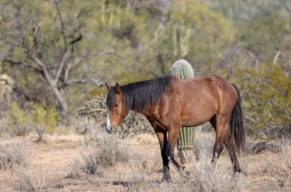 Cavalo Selvagem Perto Rio Salgado Deserto Arizona — Fotografia de Stock