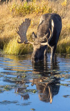 Grand Teton Ulusal Parkı Wyoming 'deki sonbahar monotonluğu sırasında içen boğa shiras geyiğinin yansıması.