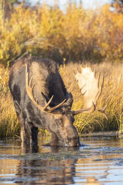 Grand Teton Ulusal Parkı Wyoming 'deki sonbahar monotonluğu sırasında içen boğa shiras geyiğinin yansıması.
