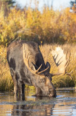 Grand Teton Ulusal Parkı Wyoming 'deki sonbahar monotonluğu sırasında içen boğa shiras geyiğinin yansıması.