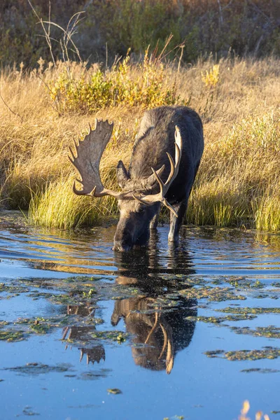 Grand Teton Ulusal Parkı Wyoming 'deki sonbahar monotonluğu sırasında içen boğa shiras geyiğinin yansıması.