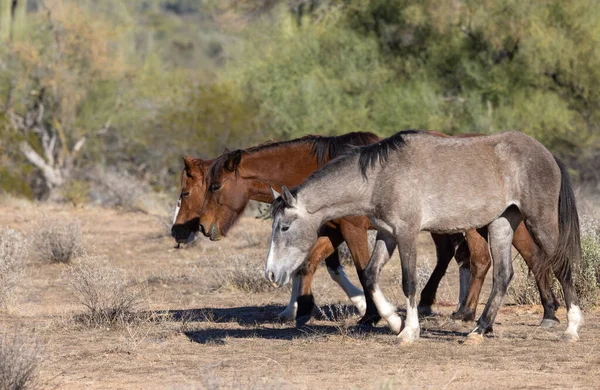 Cavalli Selvatici Vicino Fiume Salt Nel Deserto Dell Arizona — Foto Stock