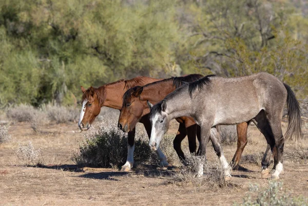 Arizona Çölü'nde tuz Nehri yakınında Vahşi atlar