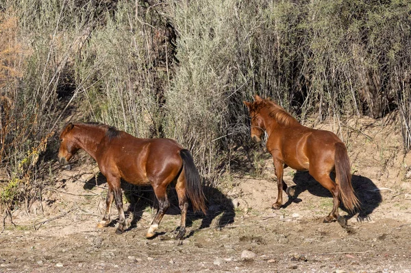 Wild Horses Salt River Arizona Desert — Stock Photo, Image