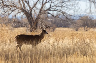 Colorado 'da sonbaharda tekdüze bir geyik sürüsü