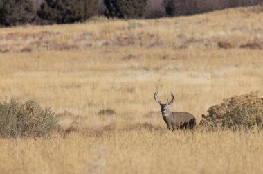 Colorado 'da sonbaharda tekdüze bir geyik sürüsü