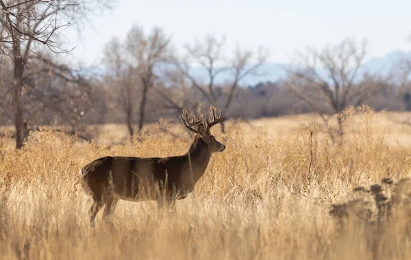 Een Buck Witstaart Hert Tijdens Sleur Herfst Colorado — Stockfoto