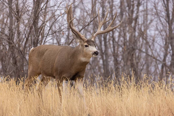 Ein Eselhirschbock Beim Traben Colorado Herbst — Stockfoto