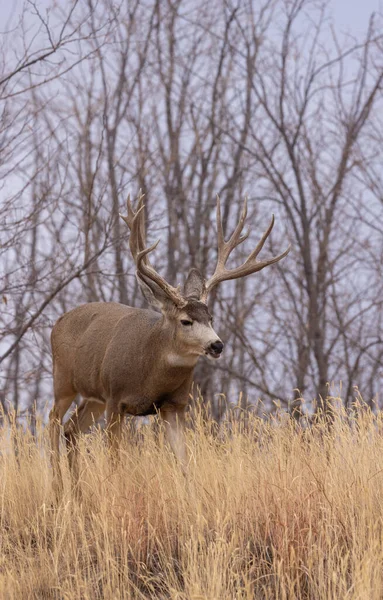 Een Ezel Hert Bok Tijdens Sleur Colorado Herfst — Stockfoto