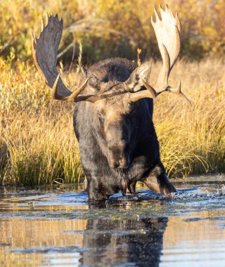 Grand Teton Ulusal Parkı 'nda sonbaharda bir Shiras geyiği.