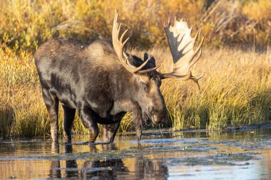 Grand Teton Ulusal Parkı 'nda sonbaharda bir Shiras geyiği.