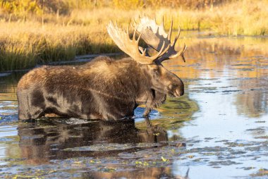 Grand Teton Ulusal Parkı 'nda sonbaharda bir Shiras geyiği.