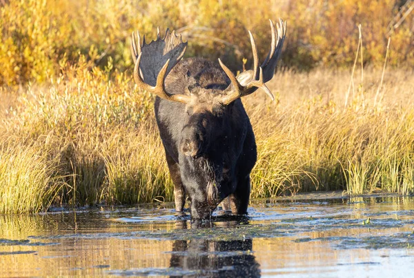 Toro Shiras Alce Grand Teton Parque Nacional Wyoming Otoño —  Fotos de Stock