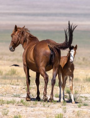 Utah çölünde vahşi bir at kısrağı ve onun tatlı tayı.