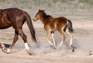 Utah çölünde vahşi bir at kısrağı ve onun tatlı tayı.