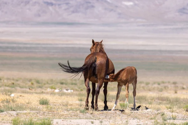 ユタの砂漠で野生の馬の雌馬とかわいい子馬が — ストック写真