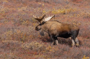Alaska Yukon geyiği Sonbaharda Denali Ulusal Parkı Alaska 'da