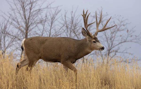 Mulo Cervo Buck Durante Rutt Colorado Autunno — Foto Stock