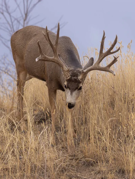 Een Ezel Hert Bok Tijdens Bronst Colorado Herfst — Stockfoto